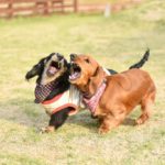 愛犬の吠えに悩んでいる私がその解決法を教えます