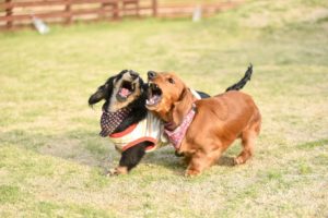 愛犬の吠えに悩んでいる私がその解決法を教えます