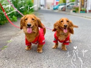 カープわんこ　-ロック8歳の誕生日のお祝い-　