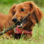 春に気をつけたい愛犬の病気・トラブルについて考えてみます