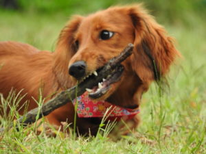 春に気をつけたい愛犬の病気・トラブルについて考えてみます