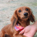 愛犬にとっての幸せについて考えてみた