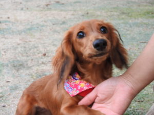 愛犬にとっての幸せについて考えてみた