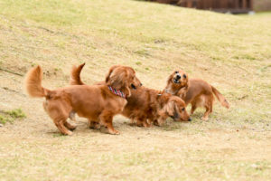 【犬種別】体質ランキング-健康管理に役立ちます-