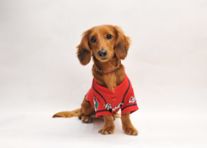 あなたの愛犬の年齢、人間で言うと何歳ですか?