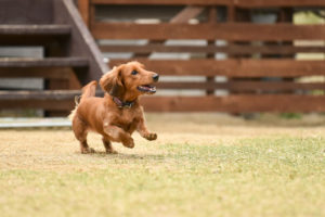【犬種別】得意なことランキング -関係アップに役立ちます-