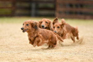 【犬種別】困りごとしつけランキング -接し方に役立ちます-