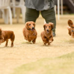 日本最多級のダックス大集合オフ会イベント!それが岡山でもいいよね