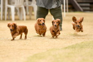 日本最多級のダックス大集合オフ会イベント!それが岡山でもいいよね