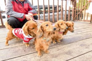 愛犬にモテルためのコツ教えます-ちょっとしたコツで信頼関係アップ-