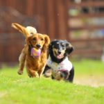 愛犬(わんこ)のしつけの疑問にお答えいたします! (困りごと直し編)