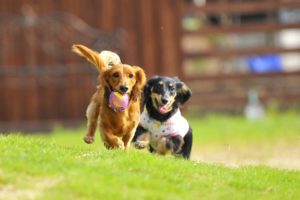 愛犬(わんこ)のしつけの疑問にお答えいたします!　(困りごと直し編)