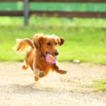 【空飛ぶわんこ】あなたの愛犬をプロカメラマンに撮影してもらいませんか