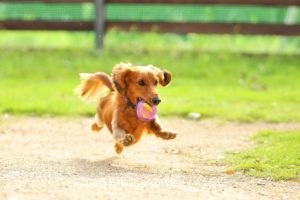 【空飛ぶわんこ】あなたの愛犬をプロカメラマンに撮影してもらいませんか
