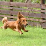 犬の能力はこんなに凄いんだぞ!!