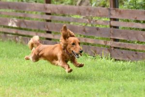 犬の能力はこんなに凄いんだぞ!!