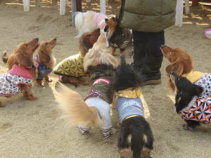 ダックス大好きな皆さん、ダックスまみれになってみませんか?