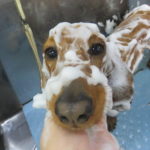 わんこのトリミングは1カ月に1度を目安に!!