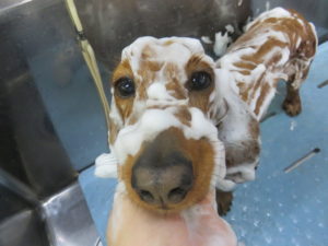 わんこのトリミングは1カ月に1度を目安に!!