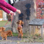 わんこ同伴の旅を楽しむためのアドバイス