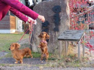わんこ同伴の旅を楽しむためのアドバイス