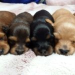 【必見】愛犬の狂犬病・伝染病を予防するワクチン接種について