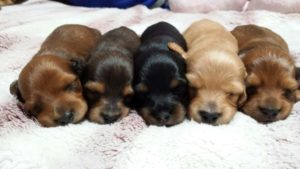 【必見】愛犬の狂犬病・伝染病を予防するワクチン接種について