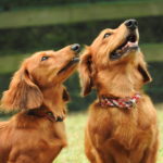 【不思議】狂犬病発症確認の第一報配信がいったん削除された理由