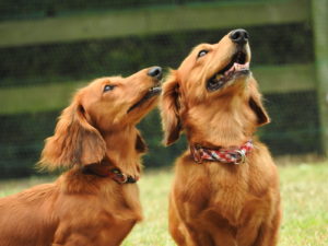 【不思議】狂犬病発症確認の第一報配信がいったん削除された理由