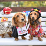 年賀状に使いたいけど使えない愛犬の袴・晴れ着姿