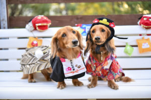 年賀状に使いたいけど使えない愛犬の袴・晴れ着姿